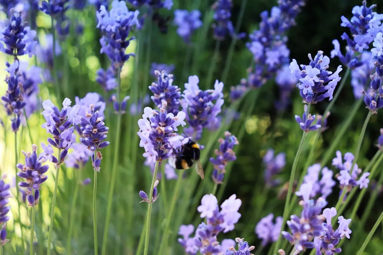 Havely med biodiversitet: Planter der lokker bier, sommerfugle og fugle